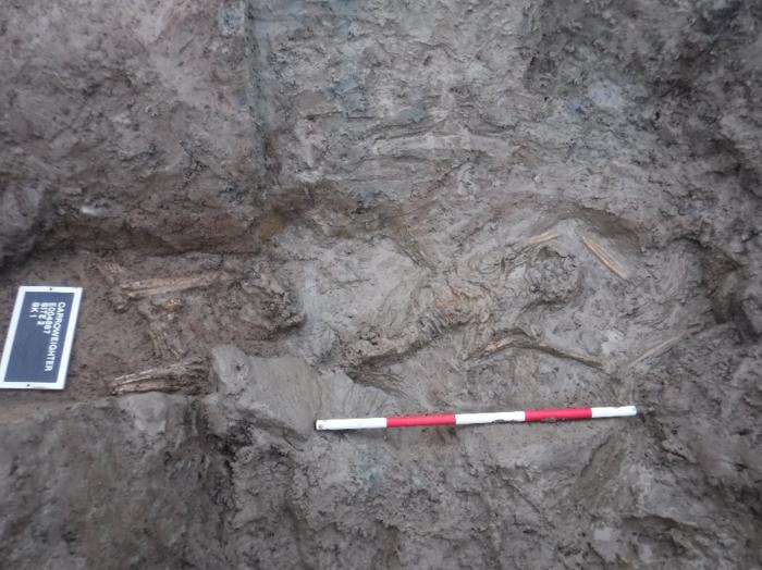 The adult male burial in the ditch at Carroweighter 2 (Photo: IAC Archaeology).
